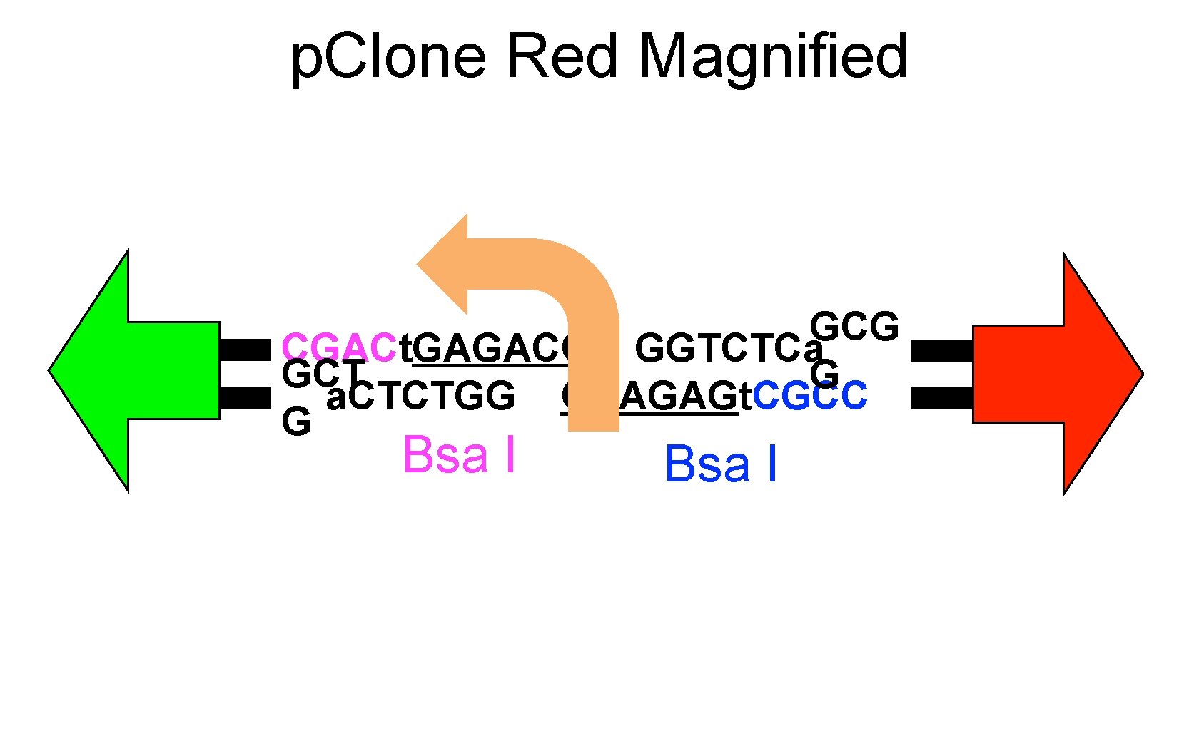 p. Clone Red Magnified GCG CGACt. GAGACC GGTCTCa GCT G a. CTCTGG CCAGAGt. CGCC