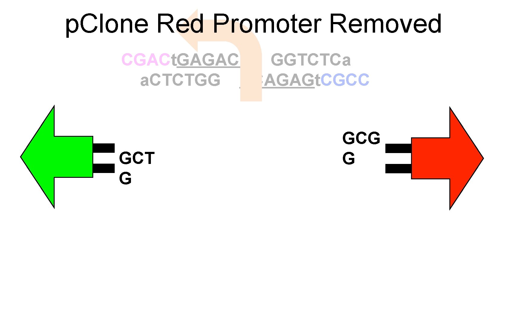 p. Clone Red Promoter Removed CGACt. GAGACC GGTCTCa a. CTCTGG CCAGAGt. CGCC GCT G