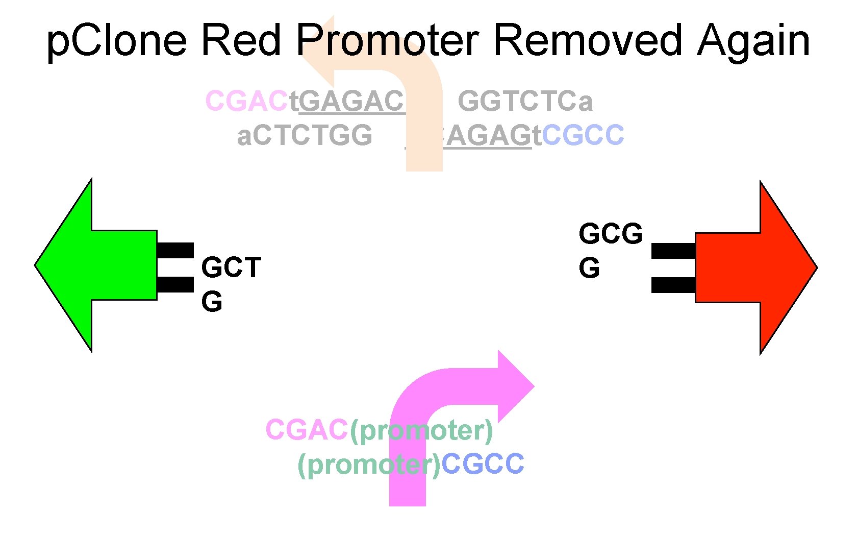 p. Clone Red Promoter Removed Again CGACt. GAGACC GGTCTCa a. CTCTGG CCAGAGt. CGCC GCG