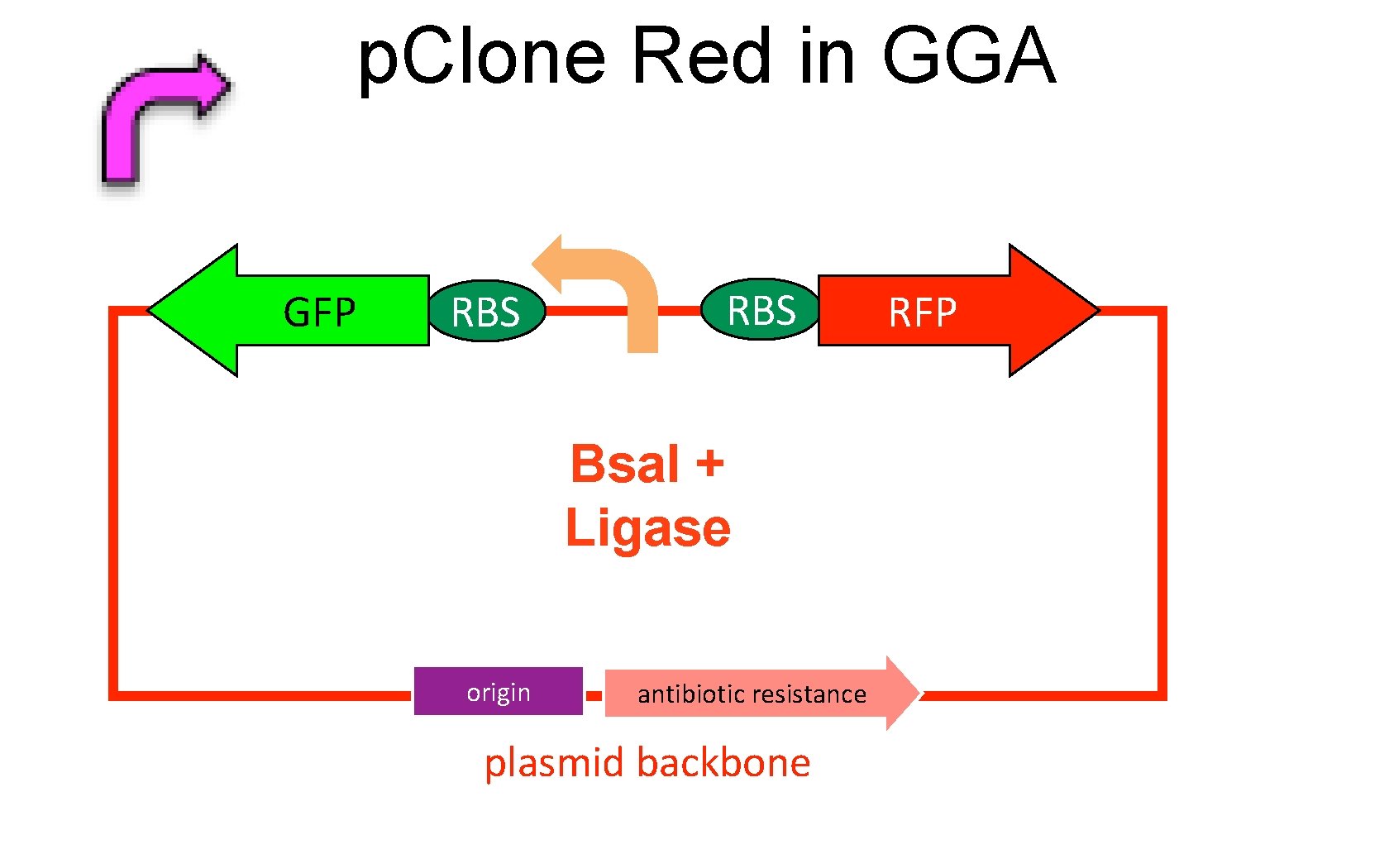 p. Clone Red in GGA GFP RBS Bsa. I + Ligase origin antibiotic resistance