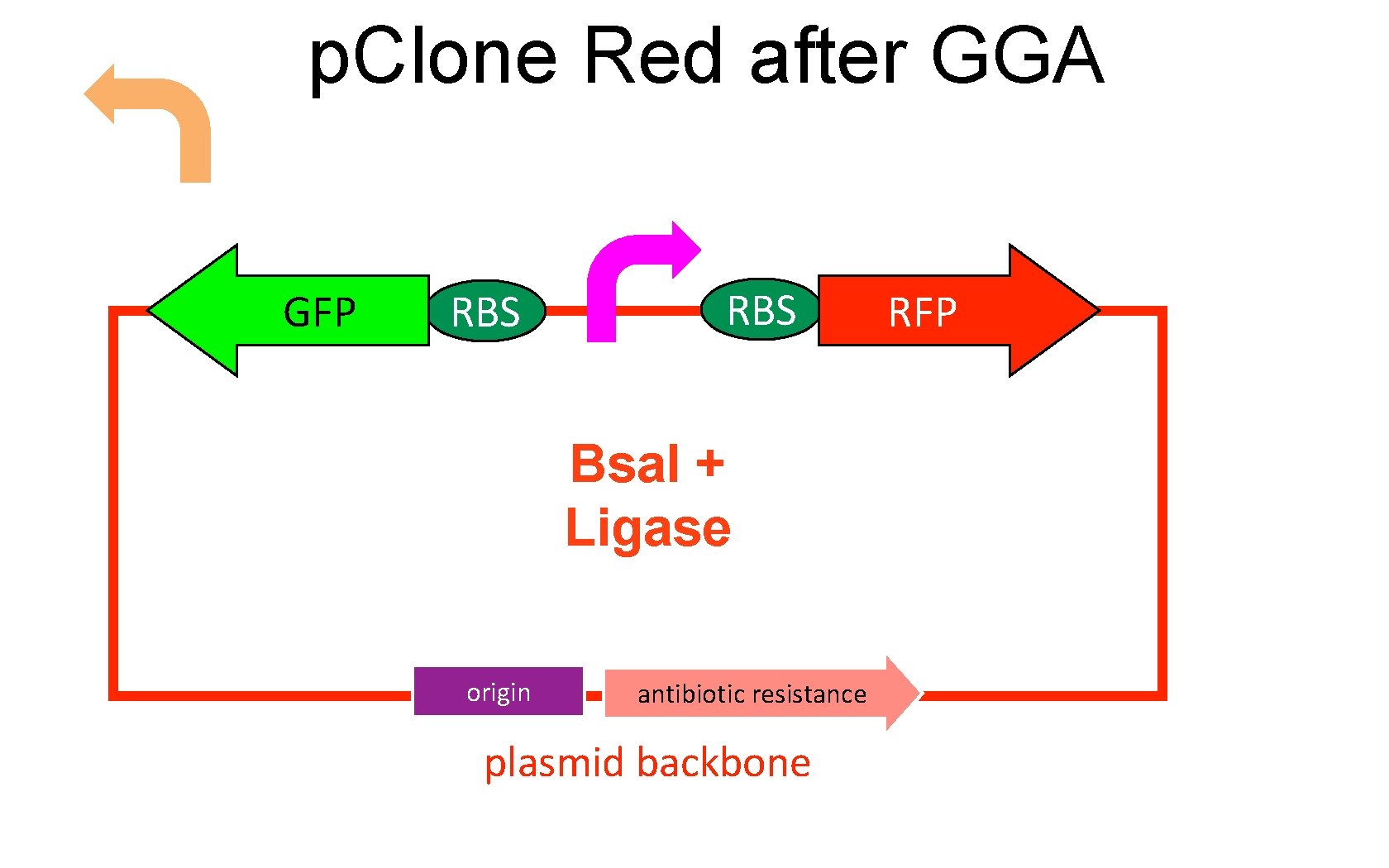 p. Clone Red after GGA GFP RBS Bsa. I + Ligase origin antibiotic resistance