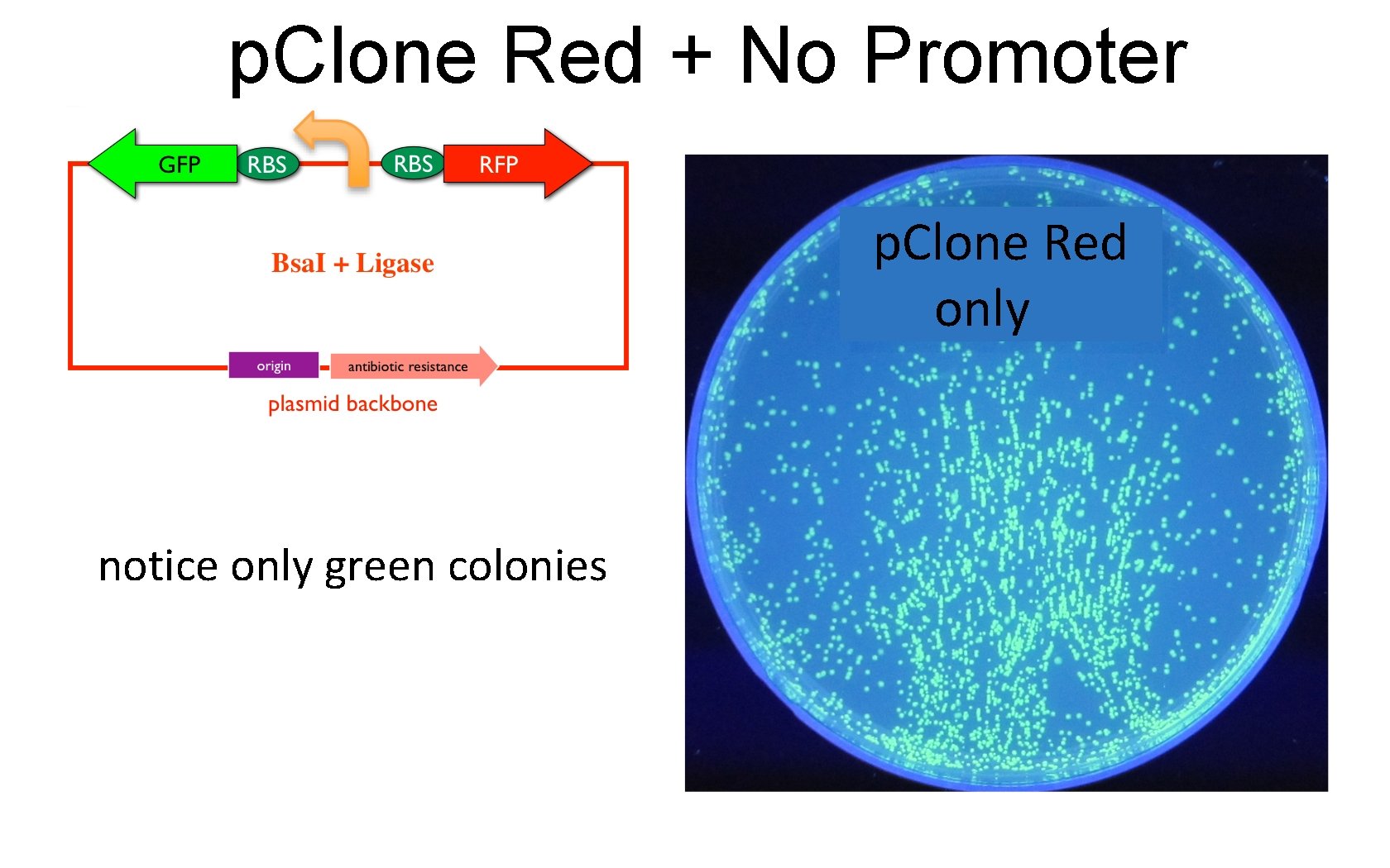 p. Clone Red + No Promoter p. Clone Red only notice only green colonies