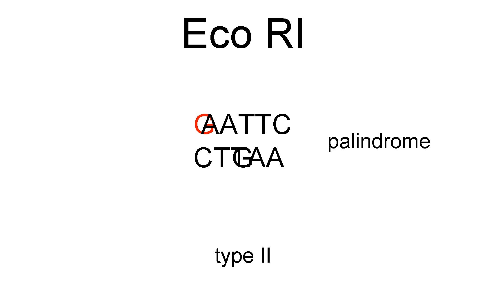 Eco RI G AATTC CTTAA G type II palindrome 