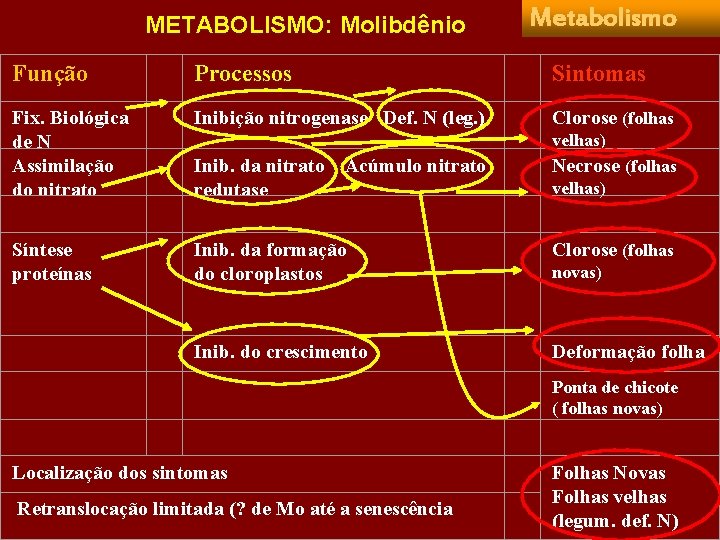 Metabolismo METABOLISMO: Molibdênio Função Fix. Biológica de N Assimilação do nitrato Síntese proteínas Processos