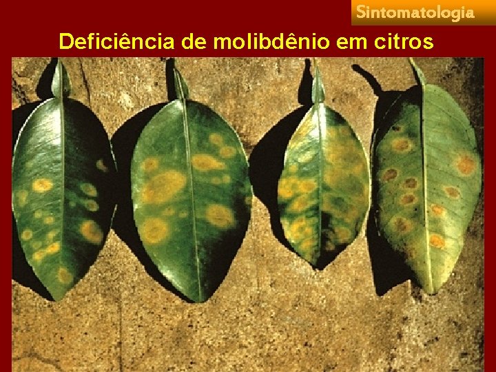 Sintomatologia Deficiência de molibdênio em citros 