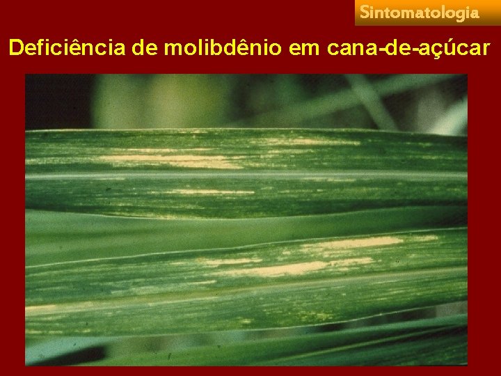 Sintomatologia Deficiência de molibdênio em cana-de-açúcar 