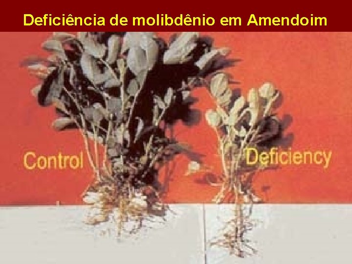 Deficiência de molibdênio em Amendoim 