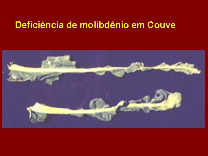 Deficiência de molibdênio em Couve 