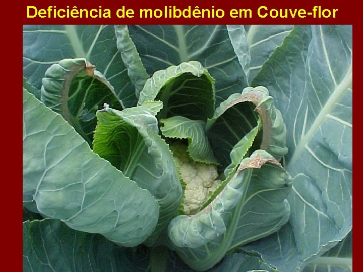 Deficiência de molibdênio em Couve-flor 