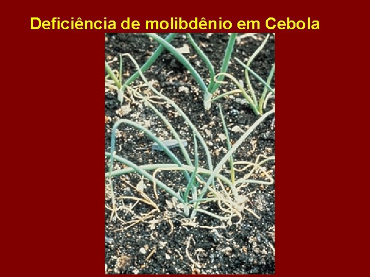 Deficiência de molibdênio em Cebola 