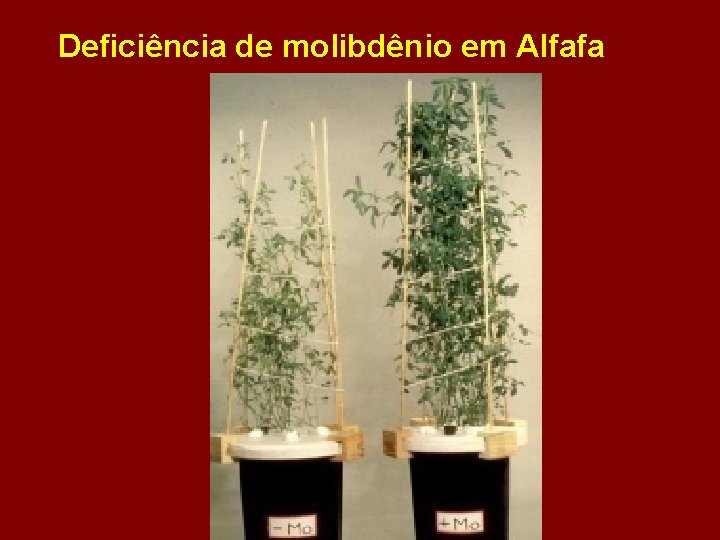 Deficiência de molibdênio em Alfafa 