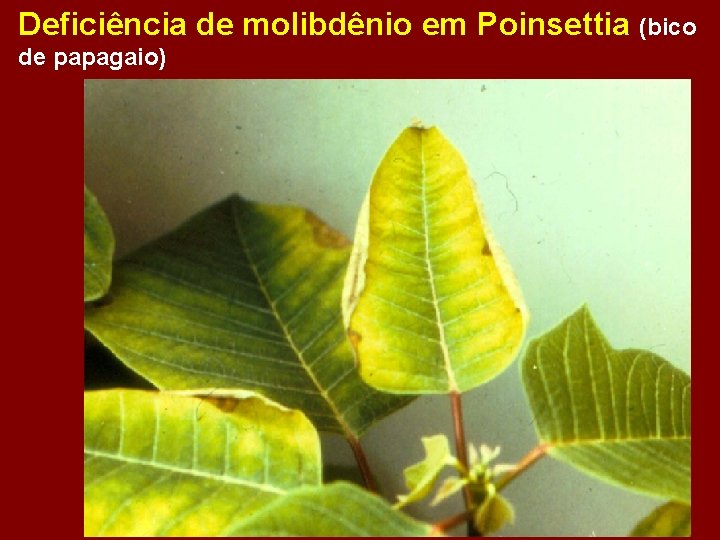 Deficiência de molibdênio em Poinsettia (bico de papagaio) 