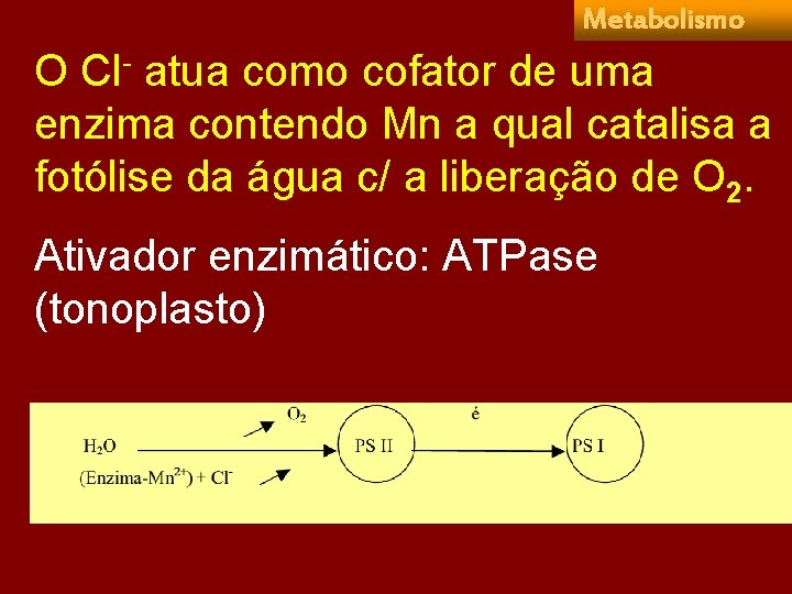 Metabolismo O Cl- atua como cofator de uma enzima contendo Mn a qual catalisa