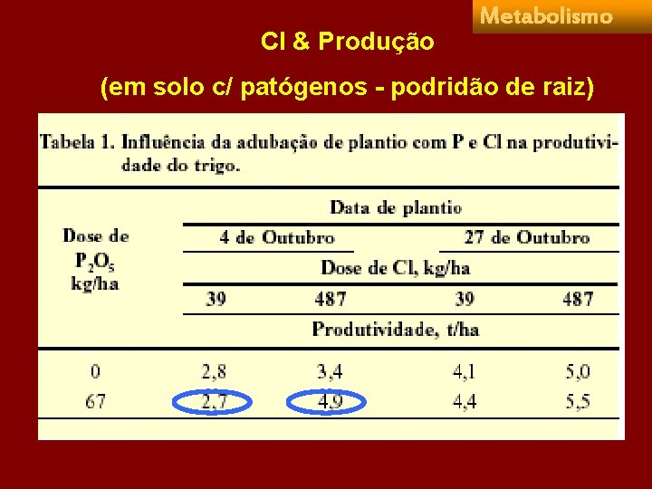 Cl & Produção Metabolismo (em solo c/ patógenos - podridão de raiz) 