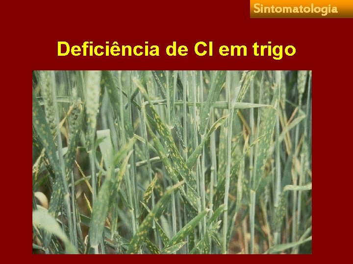 Sintomatologia Deficiência de Cl em trigo 
