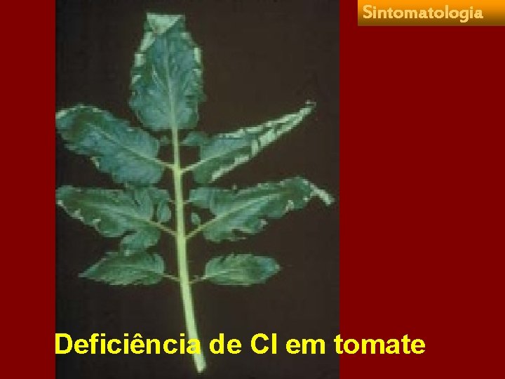 Sintomatologia Deficiência de Cl em tomate 