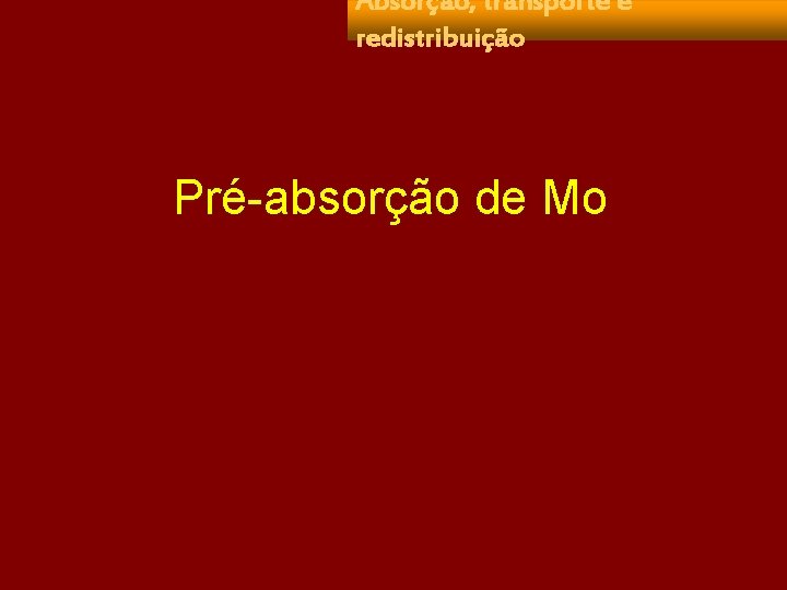 Absorção, transporte e redistribuição Pré-absorção de Mo 