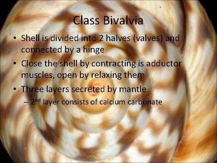 Class Bivalvia • Shell is divided into 2 halves (valves) and connected by a