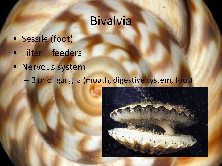 Bivalvia • Sessile (foot) • Filter – feeders • Nervous system – 3 pr