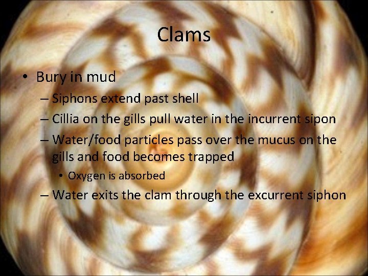 Clams • Bury in mud – Siphons extend past shell – Cillia on the