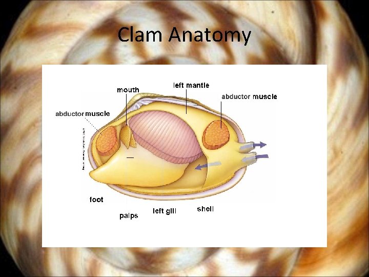 Clam Anatomy 