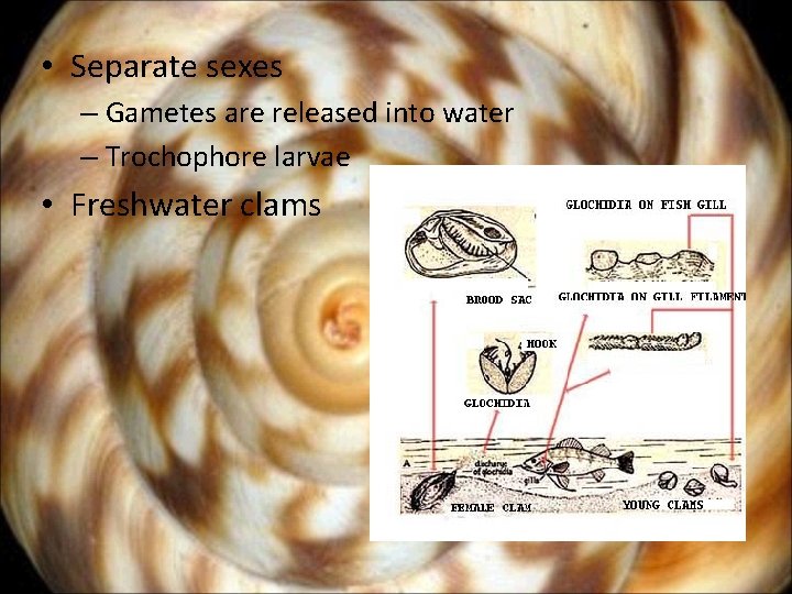  • Separate sexes – Gametes are released into water – Trochophore larvae •