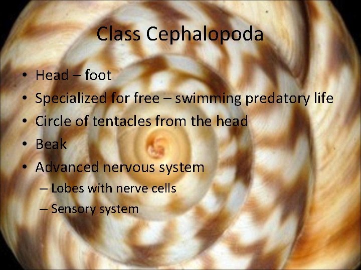 Class Cephalopoda • • • Head – foot Specialized for free – swimming predatory