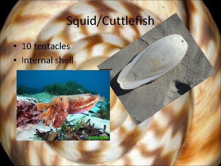 Squid/Cuttlefish • 10 tentacles • Internal shell 