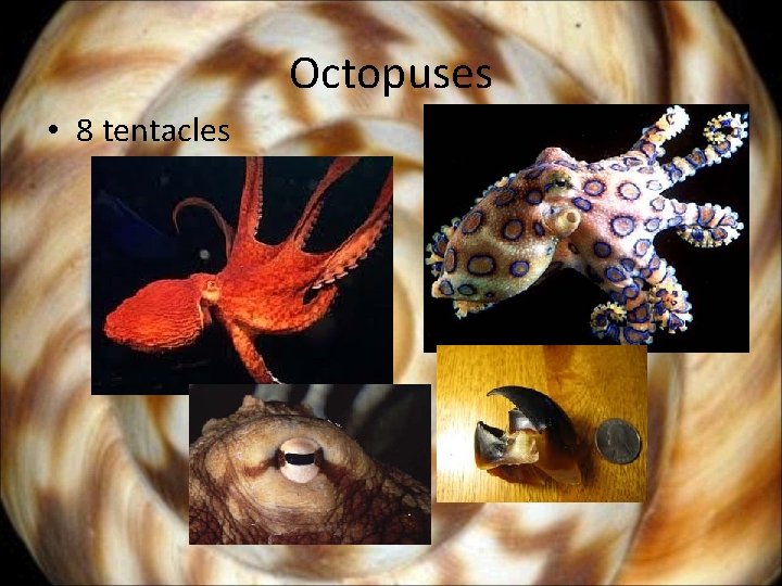 Octopuses • 8 tentacles 