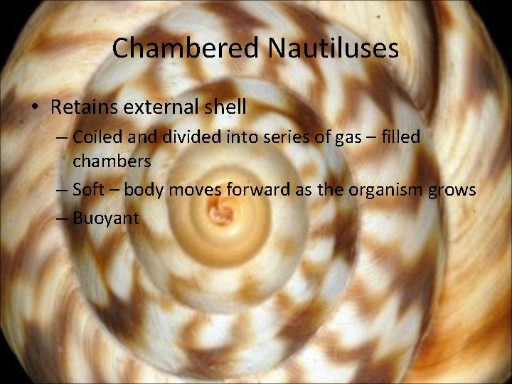 Chambered Nautiluses • Retains external shell – Coiled and divided into series of gas