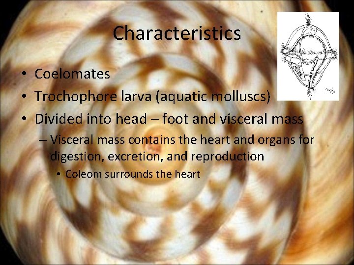 Characteristics • Coelomates • Trochophore larva (aquatic molluscs) • Divided into head – foot