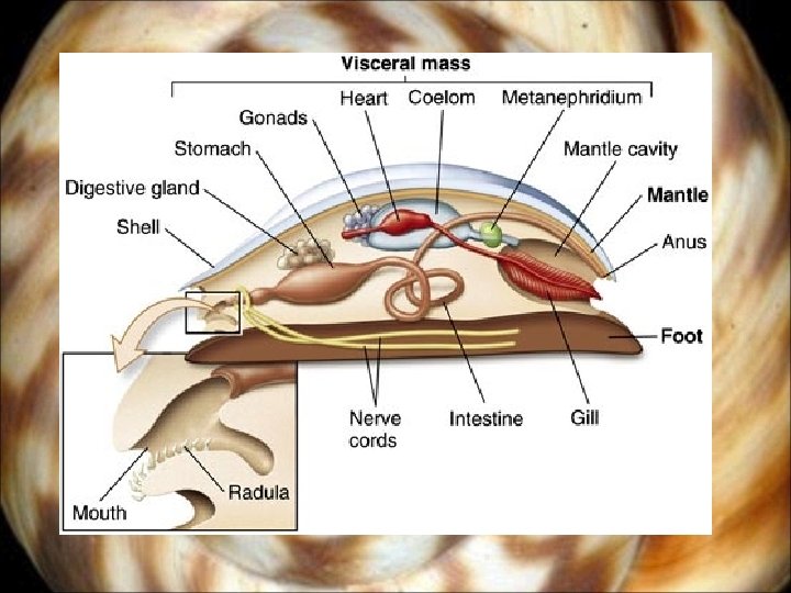 Phylum Mollusca Soft bodied invertebrates Clams Octopus Snails