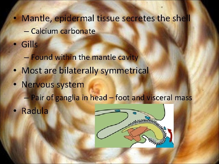  • Mantle, epidermal tissue secretes the shell – Calcium carbonate • Gills –