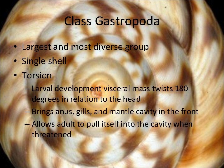 Class Gastropoda • Largest and most diverse group • Single shell • Torsion –