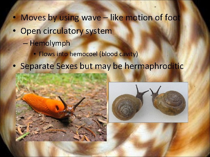  • Moves by using wave – like motion of foot • Open circulatory