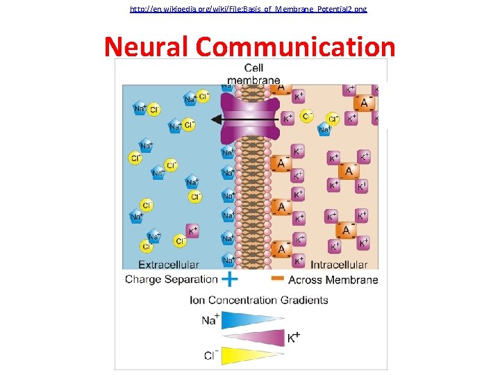 http: //en. wikipedia. org/wiki/File: Basis_of_Membrane_Potential 2. png Neural Communication 