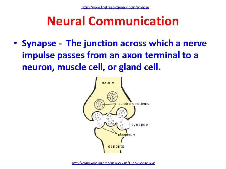 http: //www. thefreedictionary. com/synapse Neural Communication • Synapse - The junction across which a