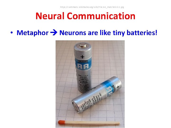 https: //commons. wikimedia. org/wiki/File: AA_matchstick-1. jpg Neural Communication • Metaphor Neurons are like tiny