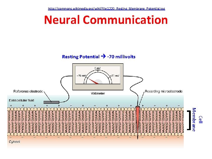 http: //commons. wikimedia. org/wiki/File: 1220_Resting_Membrane_Potential. jpg Neural Communication Resting Potential -70 millivolts Cell Membrane