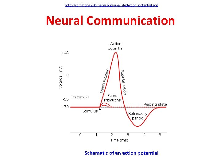 http: //commons. wikimedia. org/wiki/File: Action_potential. svg Neural Communication Schematic of an action potential 