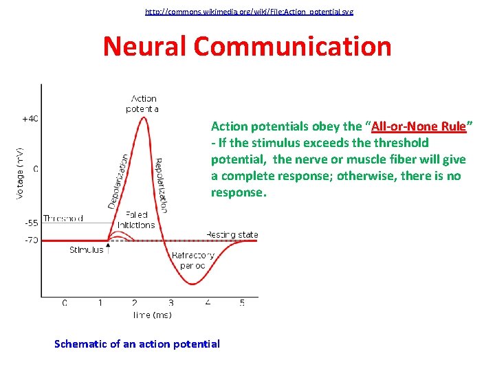 http: //commons. wikimedia. org/wiki/File: Action_potential. svg Neural Communication Action potentials obey the “All-or-None Rule”
