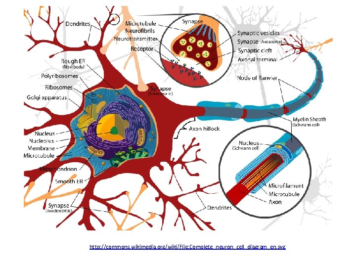 http: //commons. wikimedia. org/wiki/File: Complete_neuron_cell_diagram_en. svg 