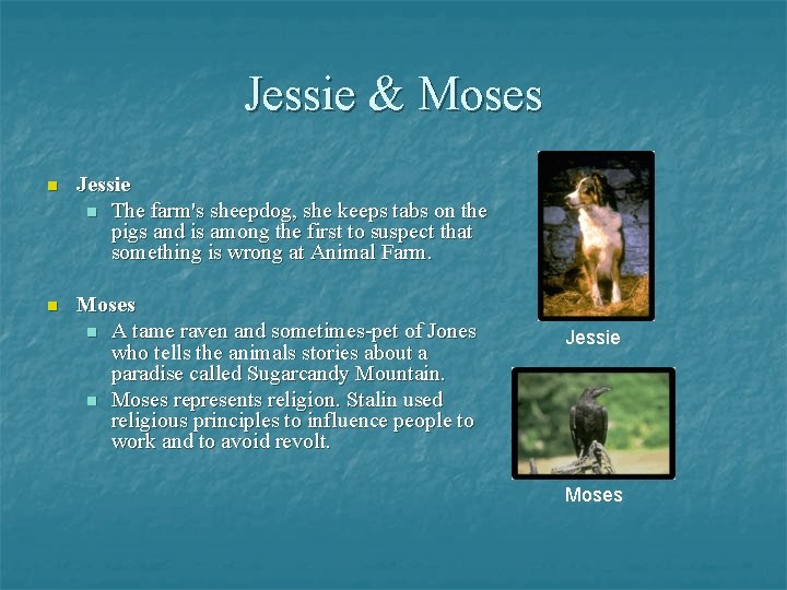 Jessie & Moses n Jessie n The farm's sheepdog, she keeps tabs on the