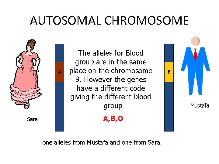 AUTOSOMAL CHROMOSOME A Sara The alleles for Blood group are in the same place