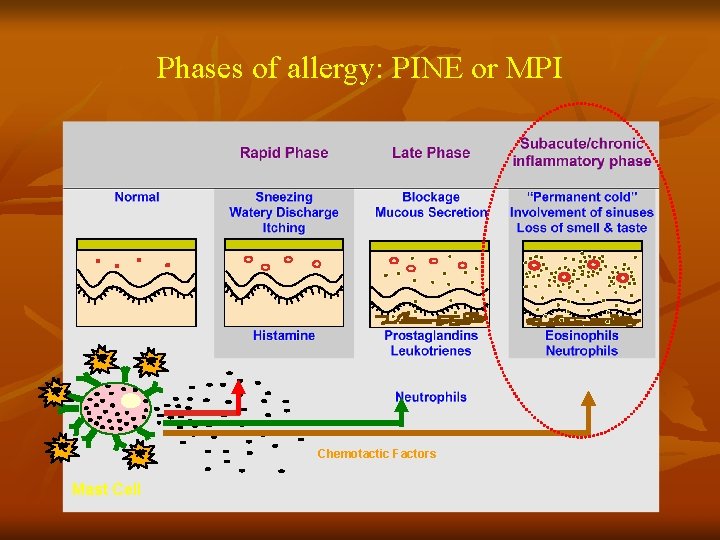 Phases of allergy: PINE or MPI Chemotactic Factors Mast Cell 