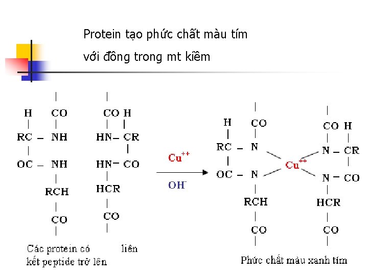 Protein tạo phức chất màu tím với đồng trong mt kiềm 