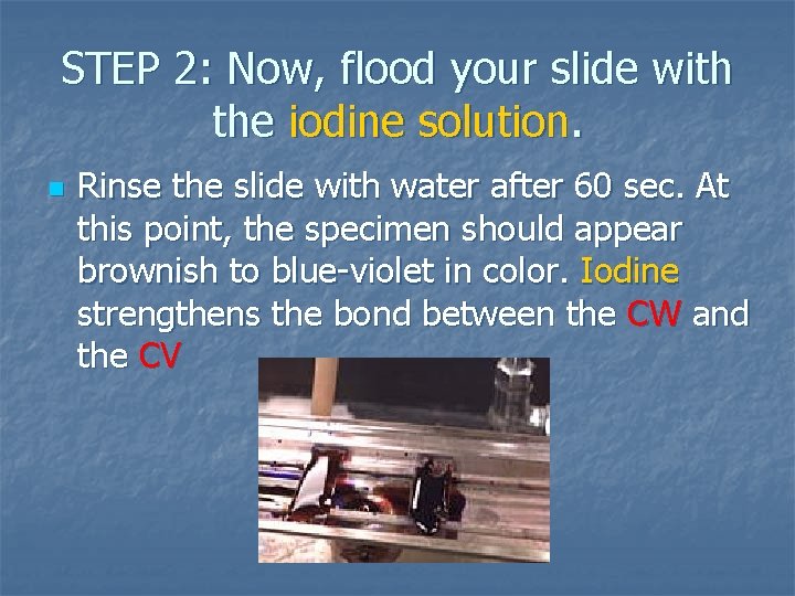 STEP 2: Now, flood your slide with the iodine solution. n Rinse the slide