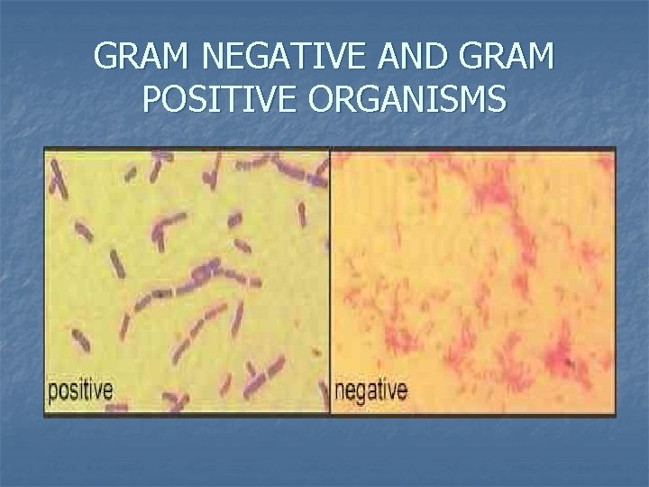 GRAM NEGATIVE AND GRAM POSITIVE ORGANISMS GRAM NEGATIVE AND GRAM POSITIVE ORGANISMS