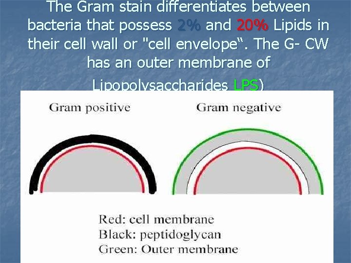 The Gram stain differentiates between bacteria that possess 2% and 20% Lipids in their The Gram stain differentiates between bacteria that possess 2% and 20% Lipids in their