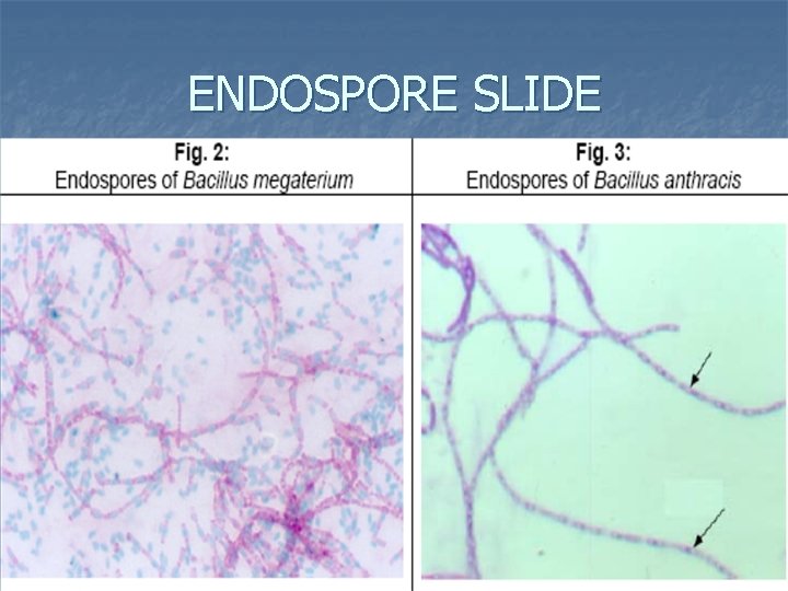 ENDOSPORE SLIDE ENDOSPORE SLIDE